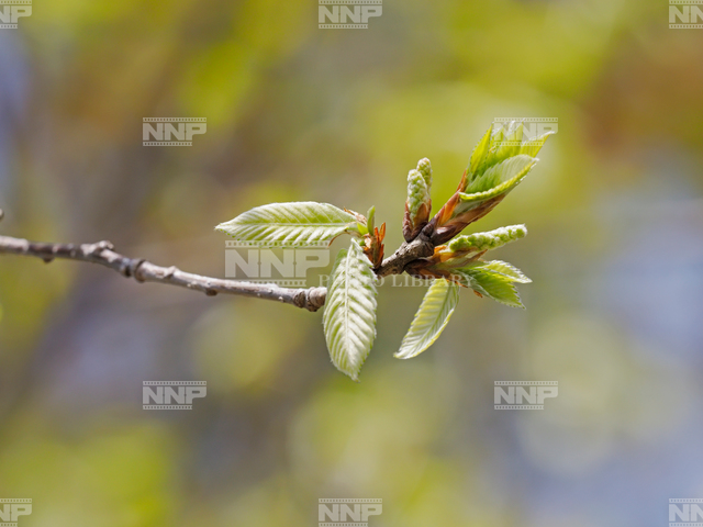 コナラ 若葉と雄花
