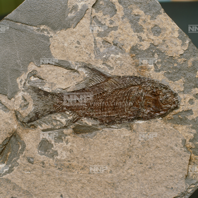 魚の化石 写真素材 ストックフォト Nnp Photo Library