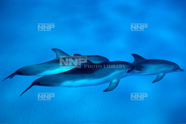 タイセイヨウマダライルカ / ≪写真素材・ストックフォト≫ NNP PHOTO LIBRARY