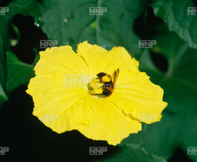 ヘチマの雌花とマルハナバチ 写真素材 ストックフォト Nnp Photo Library