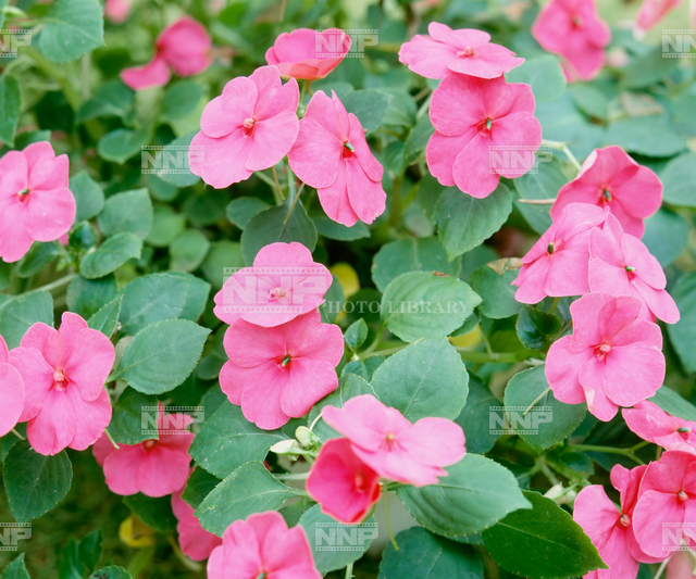 アフリカホウセンカ 写真素材 ストックフォト Nnp Photo Library