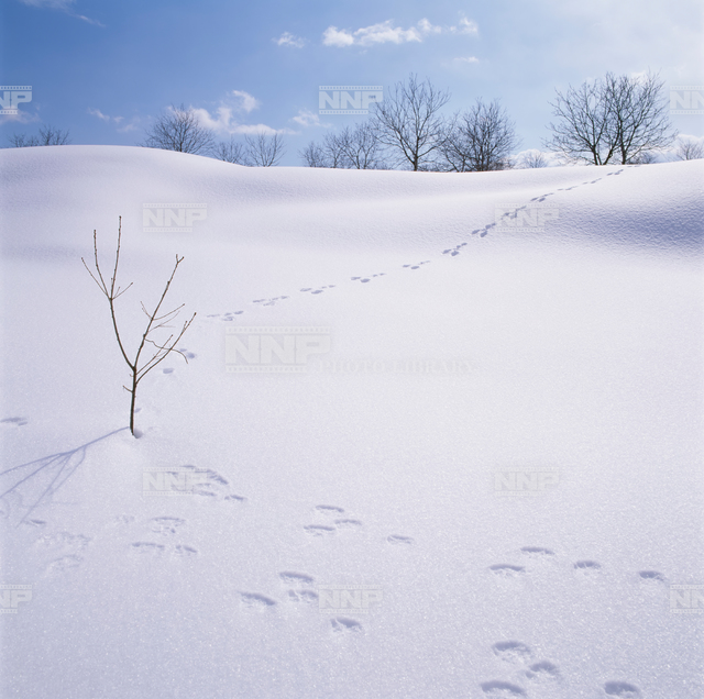 ウサギの足跡 写真素材 ストックフォト Nnp Photo Library