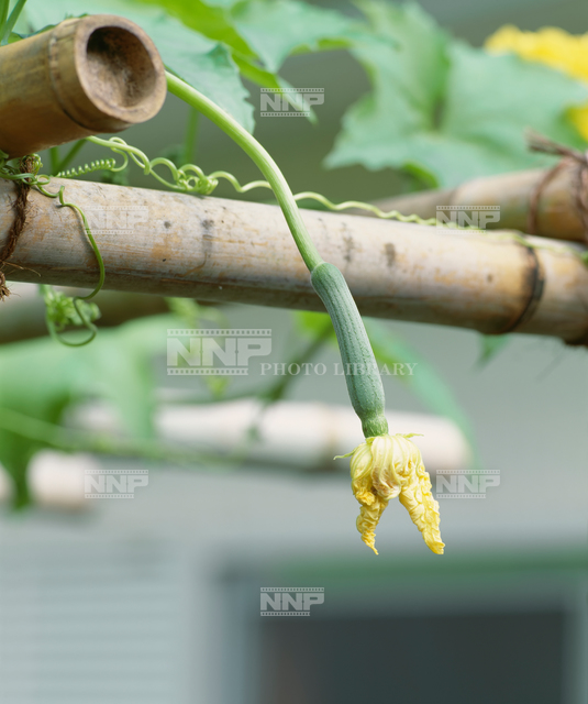 ヘチマ / ≪写真素材・ストックフォト≫ NNP PHOTO LIBRARY