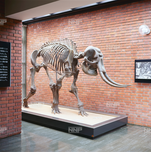 ナウマン象 復元骨格 / ≪写真素材・ストックフォト≫ NNP PHOTO LIBRARY