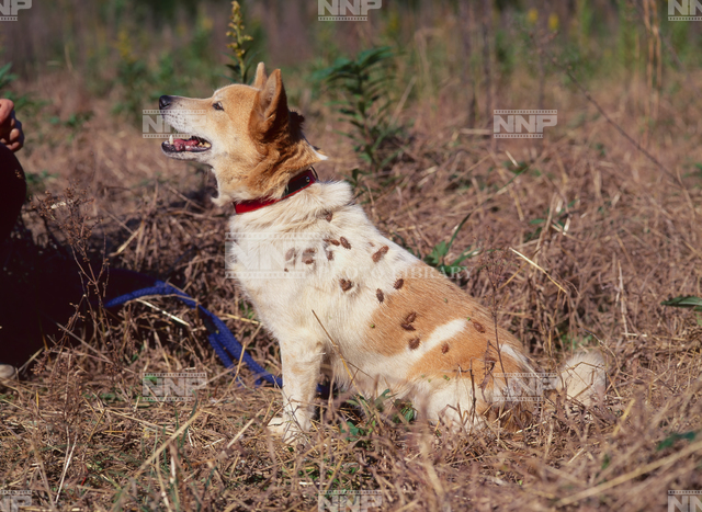 50 犬 くっつく 草 犬 くっつく 草 Blogsaejpsongo