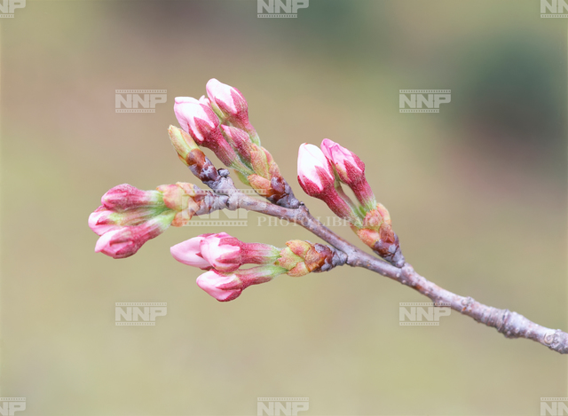 サクラ つぼみ 写真素材 ストックフォト Nnp Photo Library