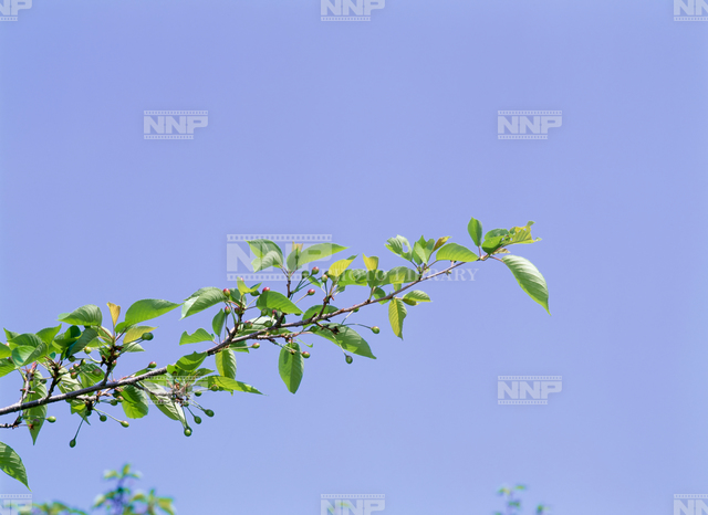 サクラ 一枝 / ≪写真素材・ストックフォト≫ NNP PHOTO LIBRARY