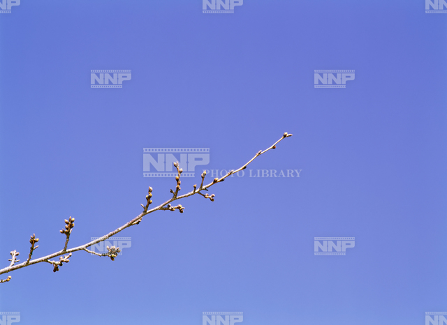 サクラ 一枝 / ≪写真素材・ストックフォト≫ NNP PHOTO LIBRARY