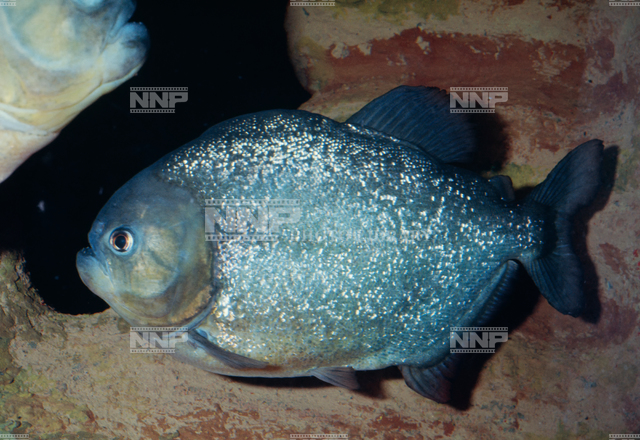 ピラニア 写真素材 ストックフォト Nnp Photo Library ピラニア 写真素材 ストックフォト Nnp Photo Library