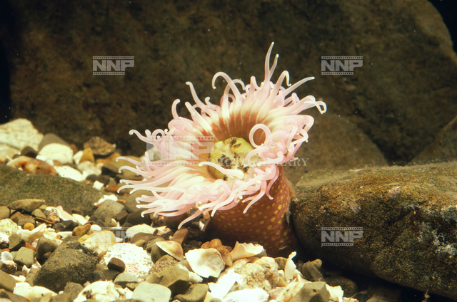 ミドリイソギンチャク 写真素材 ストックフォト Nnp Photo Library ミドリイソギンチャク 写真素材 ストックフォト Nnp Photo Library