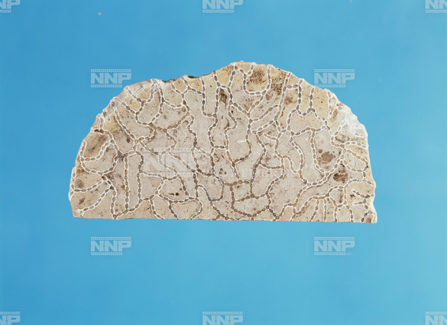 クサリサンゴの化石(床板サンゴ類) 断面 / ≪写真素材・ストックフォト≫ NNP PHOTO LIBRARY