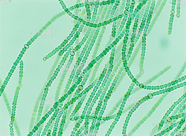 アナベナ / ≪写真素材・ストックフォト≫ NNP PHOTO LIBRARY