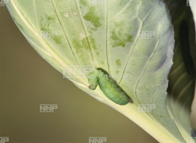 モンシロチョウ 糸をかけて体を固定する5齢幼虫 写真素材 ストックフォト Nnp Photo Library