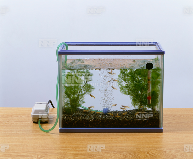 ヒメダカ　水槽飼育