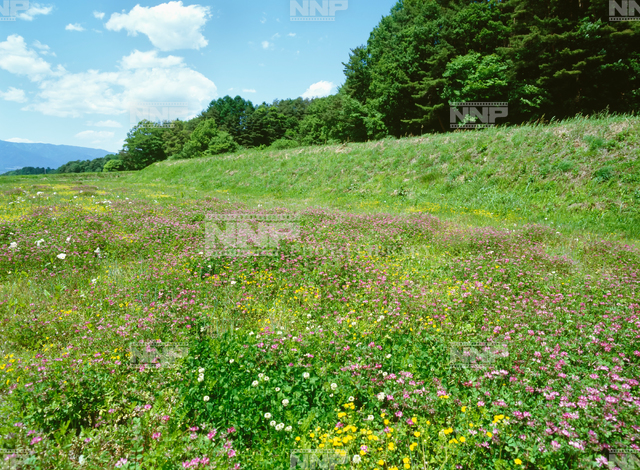 春の野原