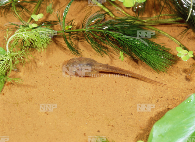 ニホンアマガエル オタマジャクシ 写真素材 ストックフォト Nnp Photo Library
