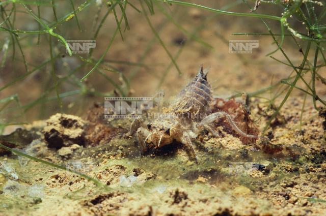 シオカラトンボ ヤゴ 写真素材 ストックフォト Nnp Photo Library