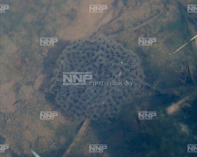 トノサマガエルの卵 写真素材 ストックフォト Nnp Photo Library