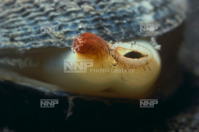 アサリの水管 / ≪写真素材・ストックフォト≫ NNP PHOTO LIBRARY