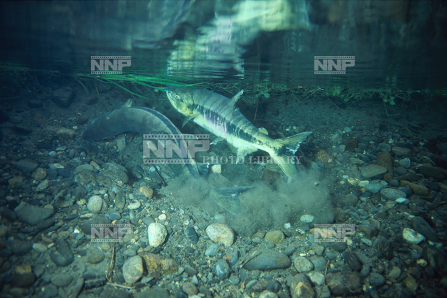 サケ / ≪写真素材・ストックフォト≫ NNP PHOTO LIBRARY