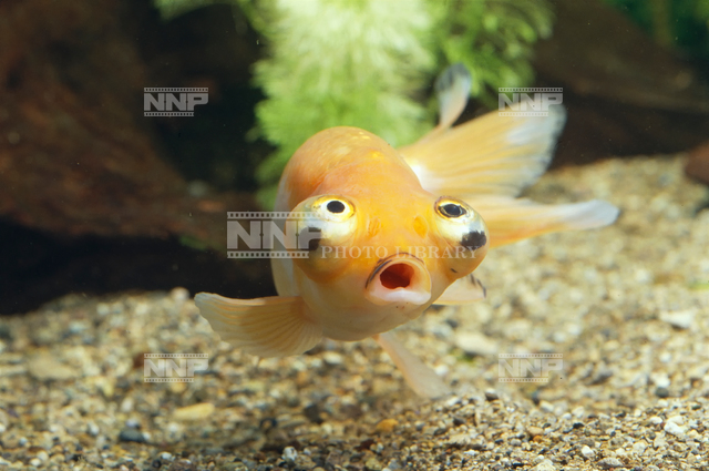 チョウテンガン 写真素材 ストックフォト Nnp Photo Library チョウテンガン 写真素材 ストックフォト Nnp Photo Library