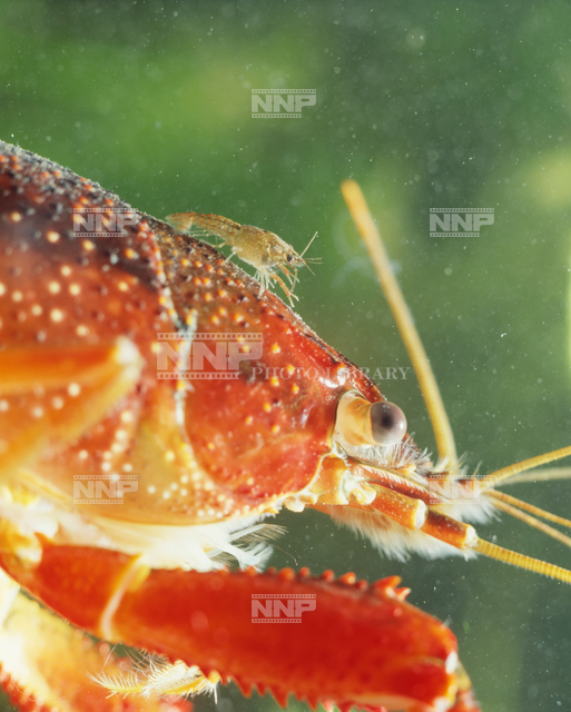 アメリカザリガニ 写真素材 ストックフォト Nnp Photo Library