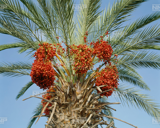 ナツメヤシとタヒニのお粥のレシピ