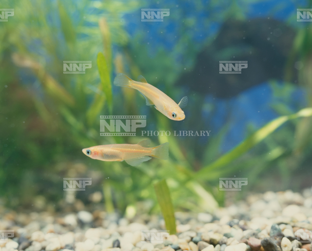 ヒメダカ / ≪写真素材・ストックフォト≫ NNP PHOTO LIBRARY