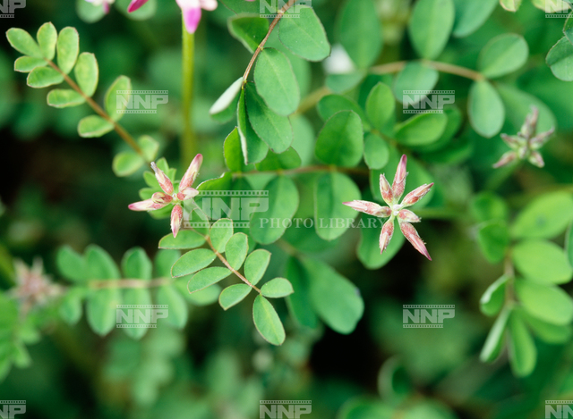 レンゲ / ≪写真素材・ストックフォト≫ NNP PHOTO LIBRARY