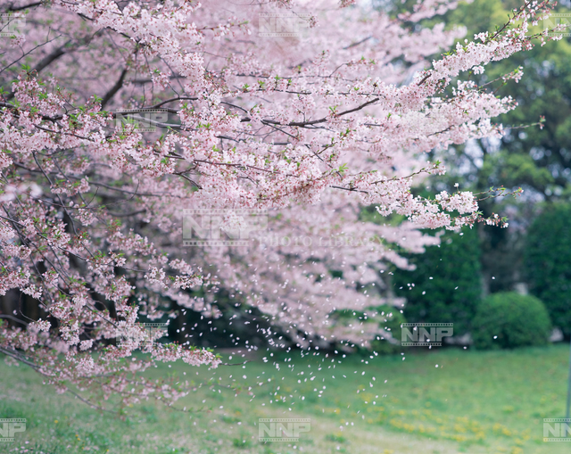 花散る / ≪写真素材・ストックフォト≫ NNP PHOTO LIBRARY