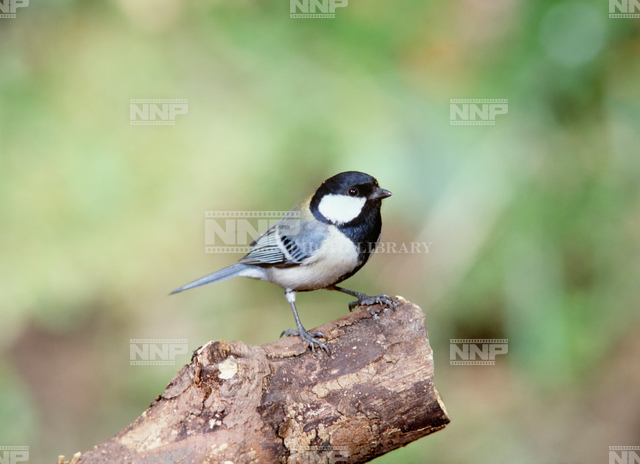 シジュウカラ メス 写真素材 ストックフォト Nnp Photo Library