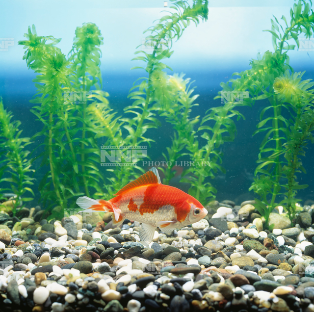 金魚　和金