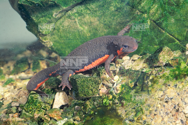 イモリ　♀