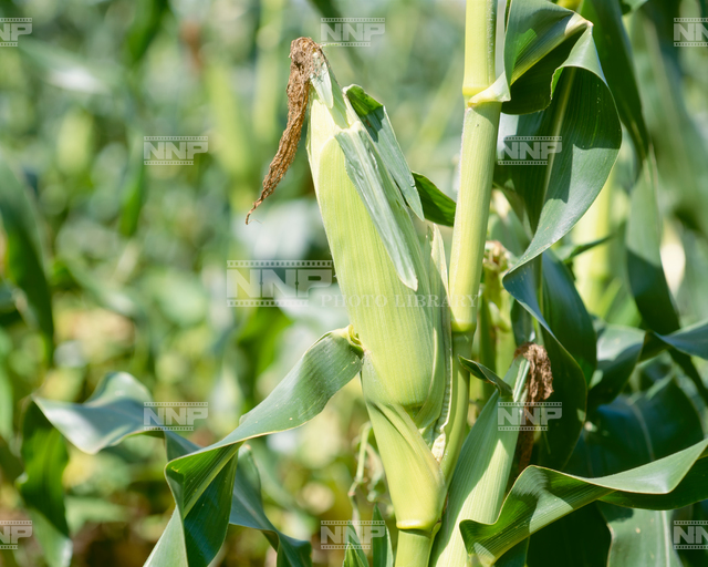 トウモロコシ スイートコーン / ≪写真素材・ストックフォト≫ NNP PHOTO LIBRARY