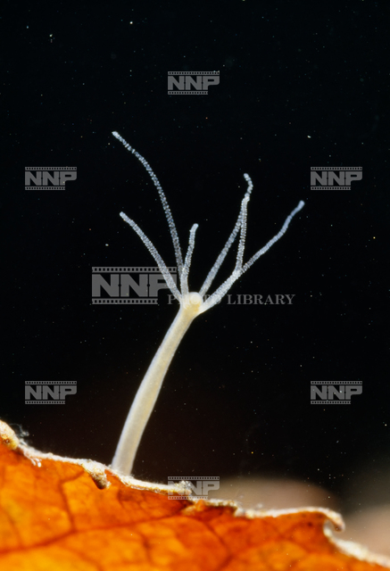 ヒドラ / ≪写真素材・ストックフォト≫ NNP PHOTO LIBRARY