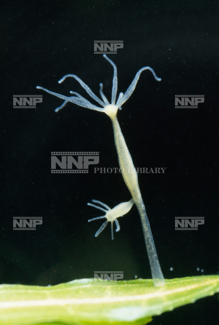 ヒドラ / ≪写真素材・ストックフォト≫ NNP PHOTO LIBRARY