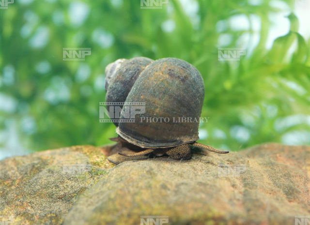 タニシ / ≪写真素材・ストックフォト≫ NNP PHOTO LIBRARY