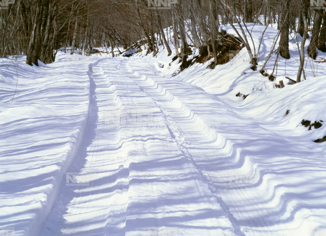 わだち 木の影 雪道 写真素材 ストックフォト Nnp Photo Library