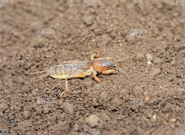 ケラ / ≪写真素材・ストックフォト≫ NNP PHOTO LIBRARY