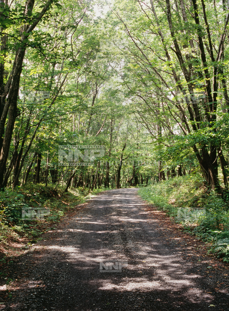 林と道 / ≪写真素材・ストックフォト≫ NNP PHOTO LIBRARY