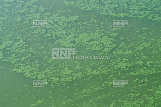 アオコ / ≪写真素材・ストックフォト≫ NNP PHOTO LIBRARY