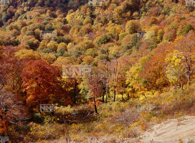 ブナ林 紅葉 / ≪写真素材・ストックフォト≫ NNP PHOTO LIBRARY