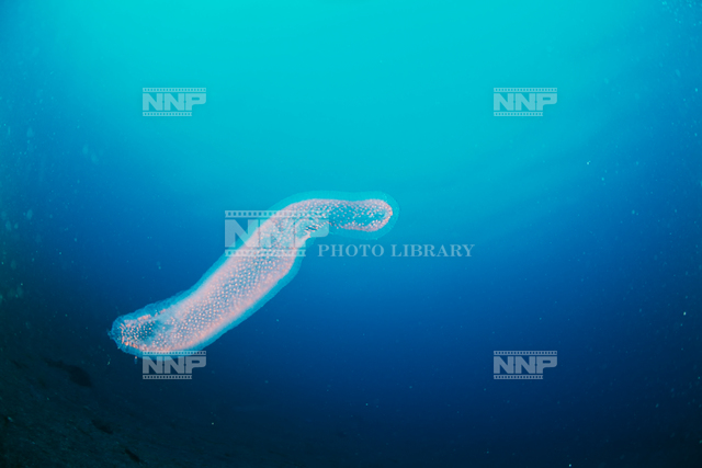 ヒカリボヤ