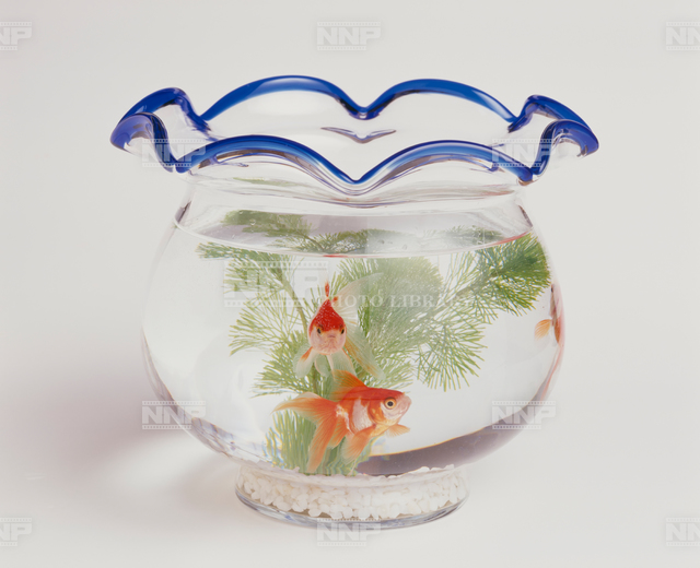 金魚鉢にはいった金魚