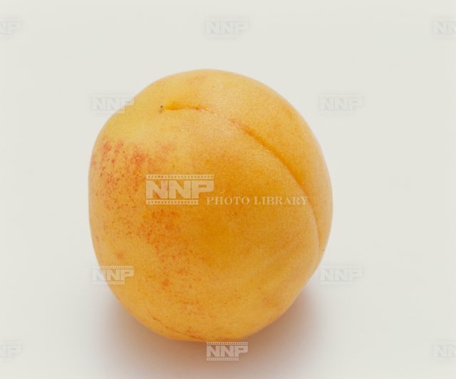 アンズ / ≪写真素材・ストックフォト≫ NNP PHOTO LIBRARY