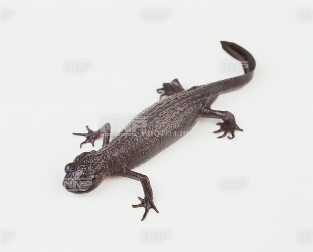 イモリ　オス