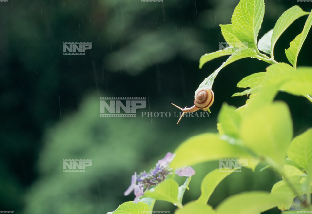 雨の日 ガクアジサイとカタツムリ 写真素材 ストックフォト Nnp Photo Library