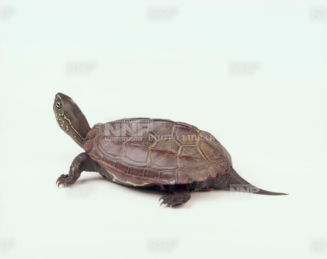 クサガメ / ≪写真素材・ストックフォト≫ NNP PHOTO LIBRARY