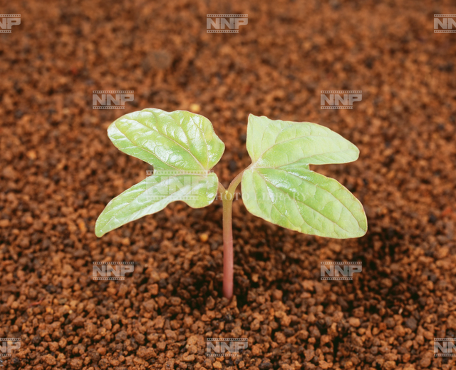 アサガオ　双葉