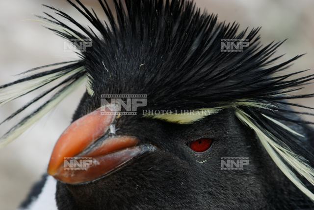 イワトビペンギン